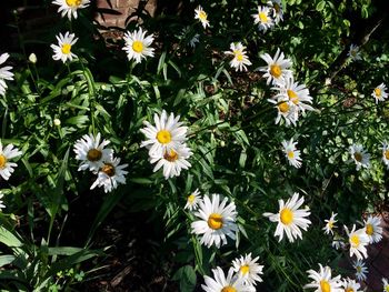 High angle view of white daisy flowers on field