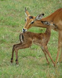 Antelope cleaning the  just delivered newborn