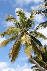 Low angle view of palm tree against sky