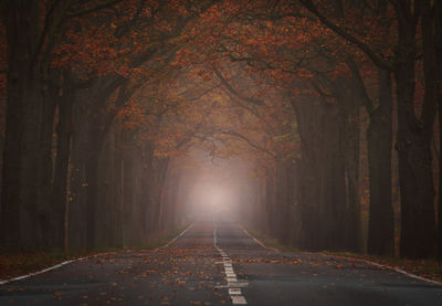 Road amidst trees in forest during autumn