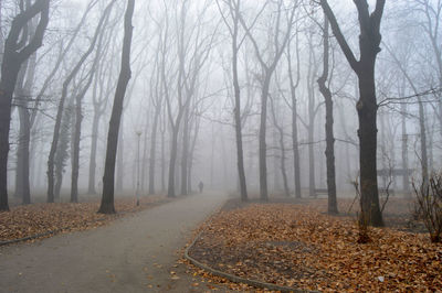 Trees in forest during foggy weather