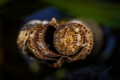 Directly above shot of stem