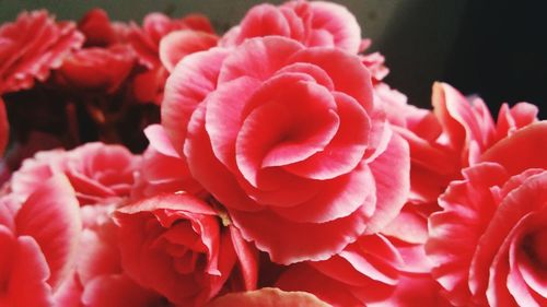 Close-up of red rose blooming