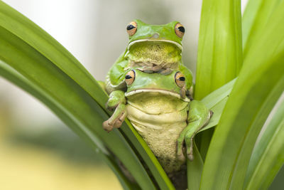 Close-up portrait of frogs on leaf