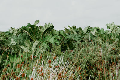 Crops growing on field against sky