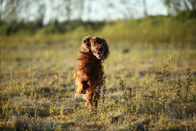 Dog looking away on field