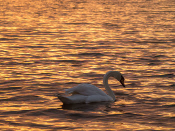 Swan swimming in lake