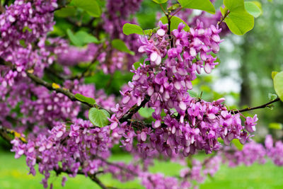 Close-up of pink flowering plant