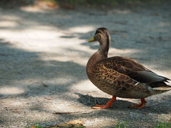 Close-up of a duck