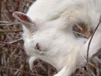 High angle view of white rabbit