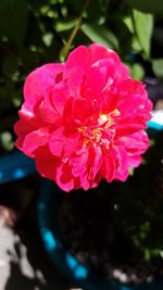 Close-up of flower blooming outdoors