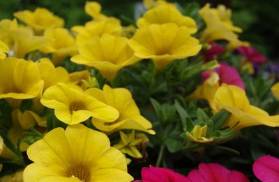 Close-up of yellow flowering plants