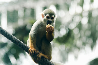 Squirrel monkey is climbing a rope 