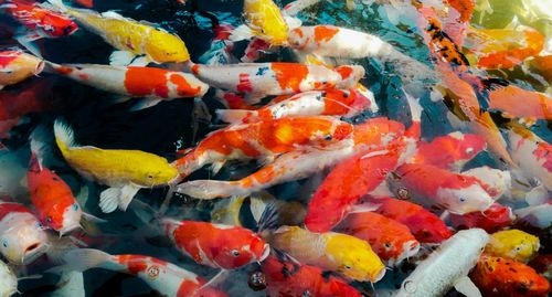 View of koi fish in sea