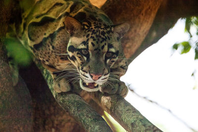 Male adult clouded leopard neofelis nebulosa is listed as vulnerable and can be found in asia.