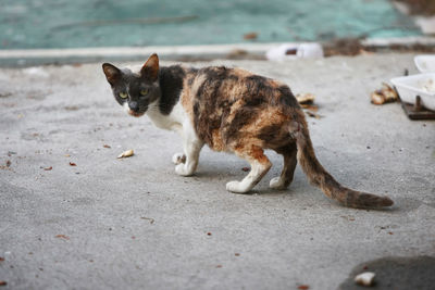 Portrait of cat looking at camera