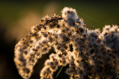 Close-up of flower growing on tree against sky