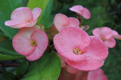 Close-up of wet pink flower