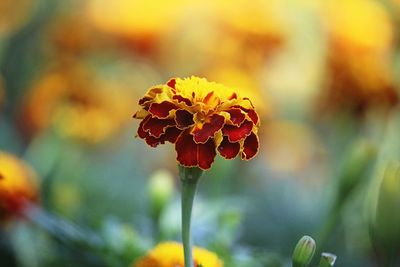 Close-up of red flowering plant