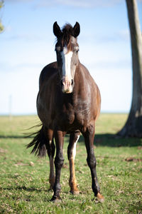 Portrait of horse standing on field