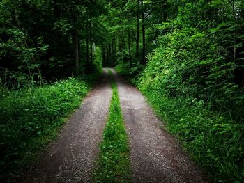 Footpath in forest