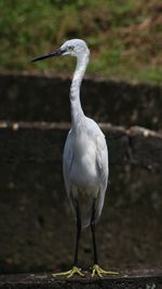 Close-up of bird perching on a field