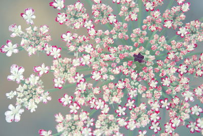 Close-up of pink flowering plants