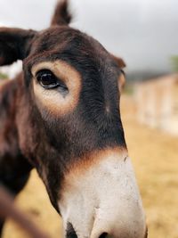 Close-up of a horse