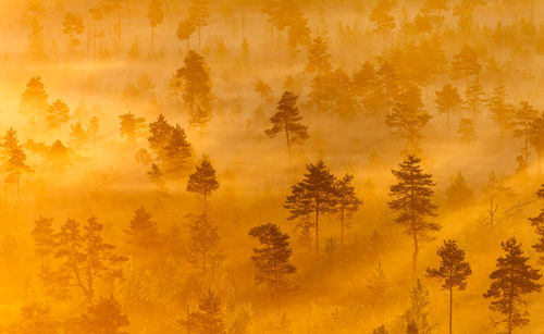 Pine trees in forest during sunset