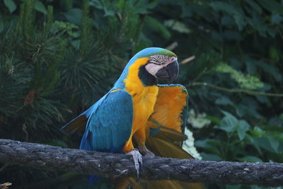 Close-up of a bird perching on branch