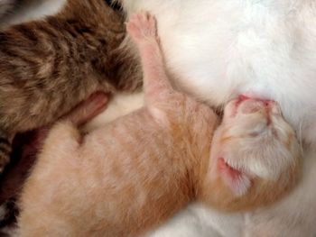 Close-up of cat sleeping