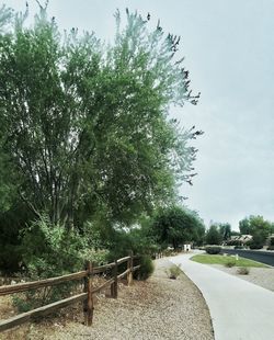 Empty road along trees