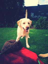 Portrait of dog on grass