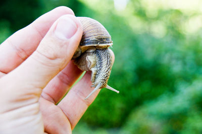 Cropped hand holding snail