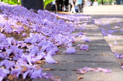 Purple flowers fallen on footpath