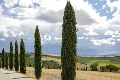 Trees on field against sky