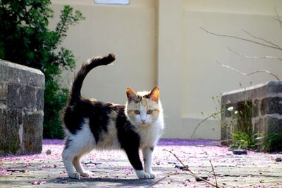 Portrait of cat on wall