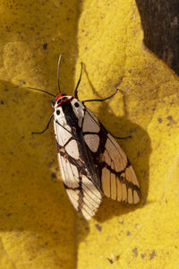 Close-up of butterfly on yellow leaf