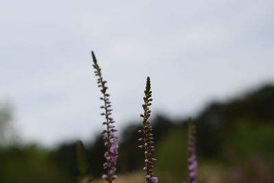 Close-up of plant against blurred background