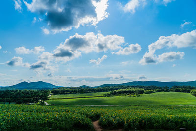 Scenic view of agricultural field against sky