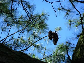 Low angle view of trees against clear blue sky