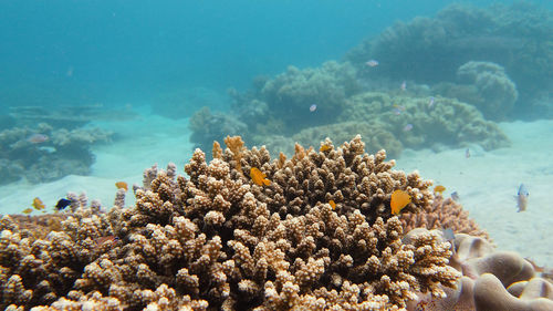 Underwater fish reef marine. tropical colorful underwater seascape with coral reef. 