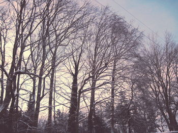 Low angle view of bare trees against sky