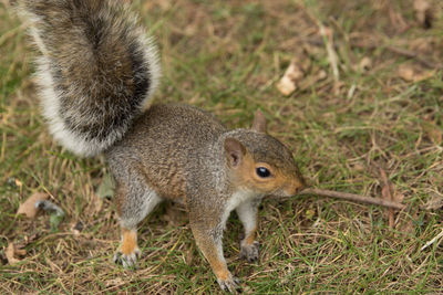 High angle view of squirrel on grassy field