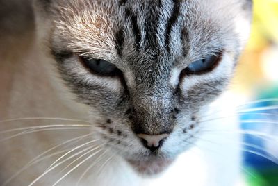 Close-up portrait of a cat