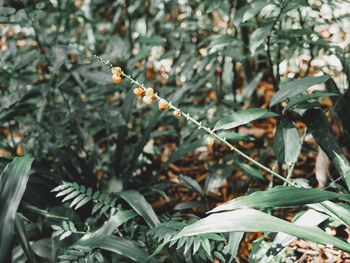 Close-up of flower growing on field