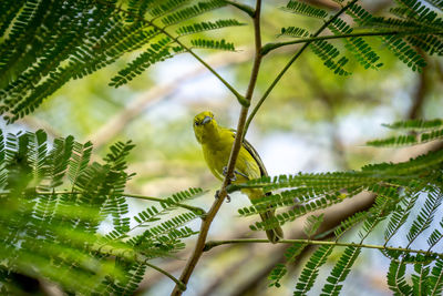Bird perching on a branch
