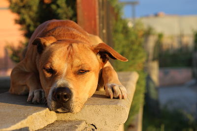 Close-up portrait of a dog