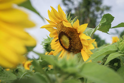 Close-up of bee on yellow flower