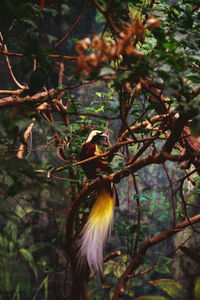 Close-up of bird perching on tree